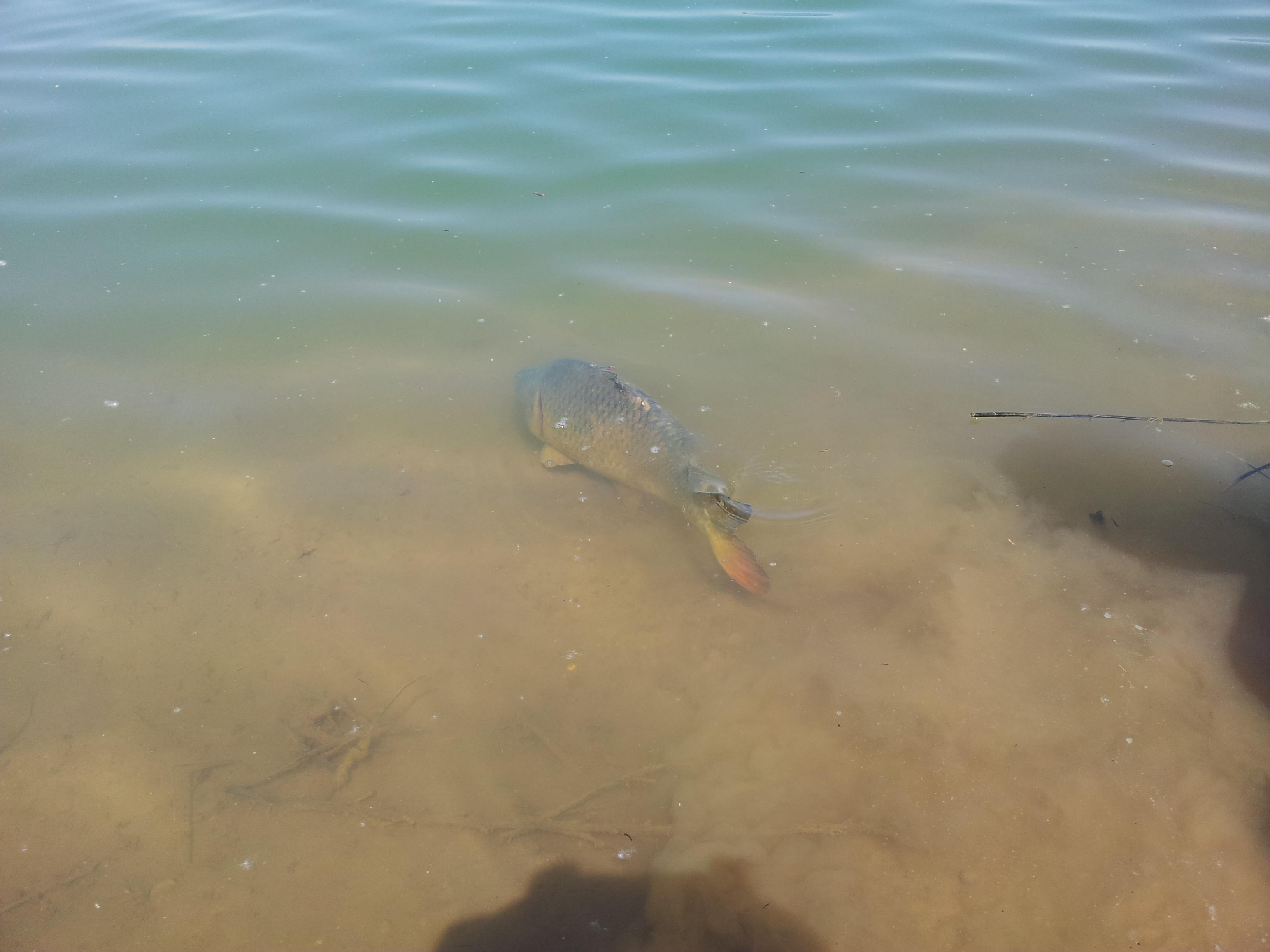 Giris de cris 9 - 9 aug. - 2012-05-01 14.08.39.jpg